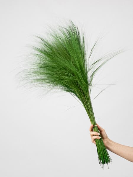 Ramillete Preservado de Gramíneas verde