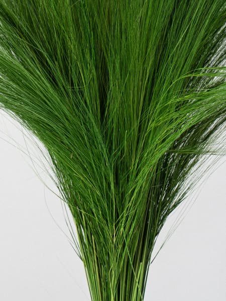 Ramillete Preservado de Gramíneas verde