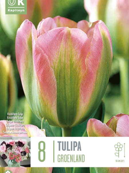 Bulbos de Tulipán 'Groenland'