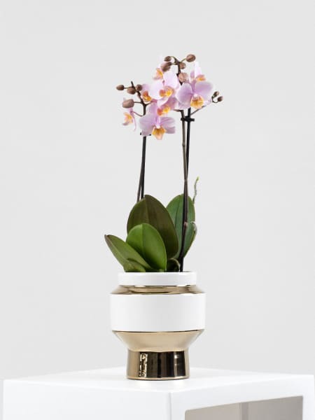 Orquídea Kolibri Angel Eyes con maceta