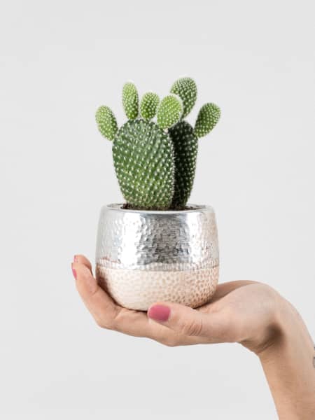 Cactus Kolibri Opuntia Silver con maceta