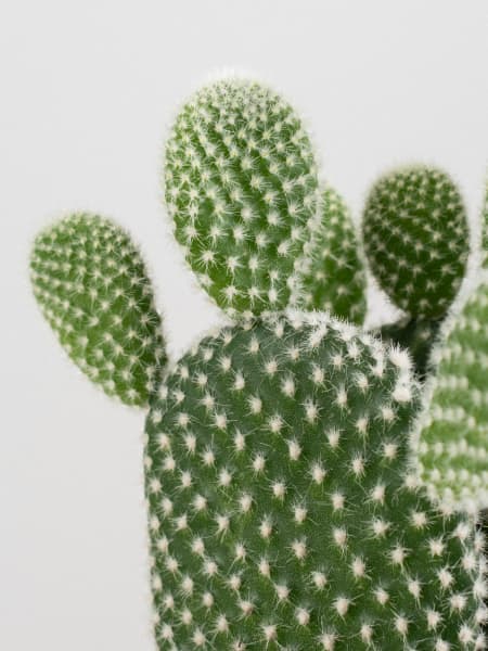 Cactus Kolibri Opuntia Silver con maceta