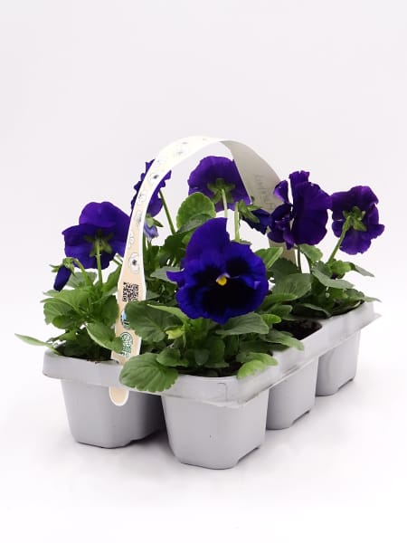 Viola × wittrockiana 'Blue Blotch' - Pensamiento