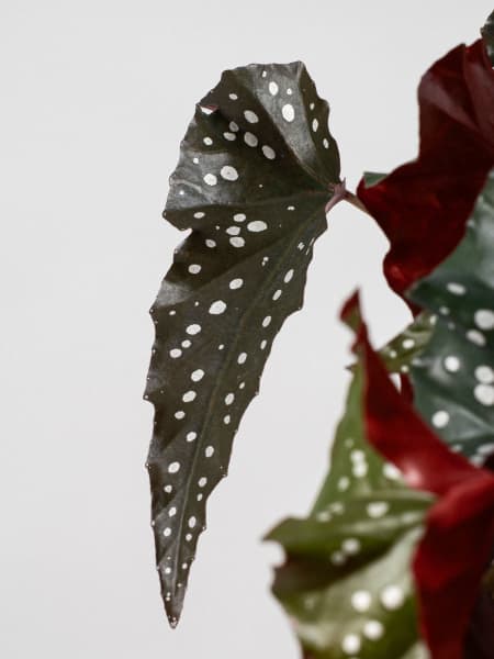 Begonia maculata 'Black Forest'