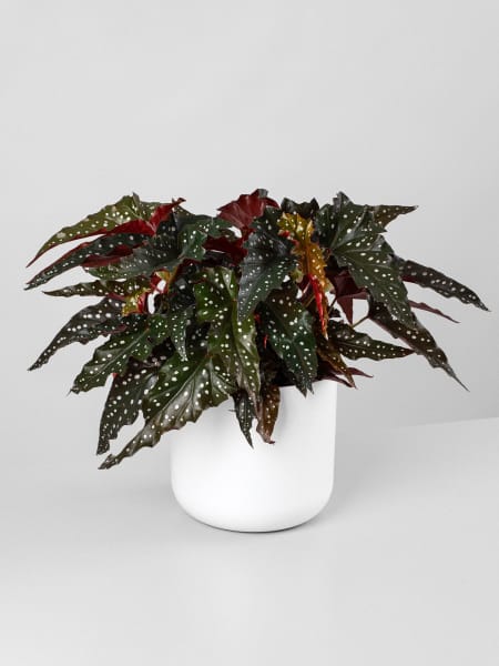 Begonia maculata 'Black Forest'