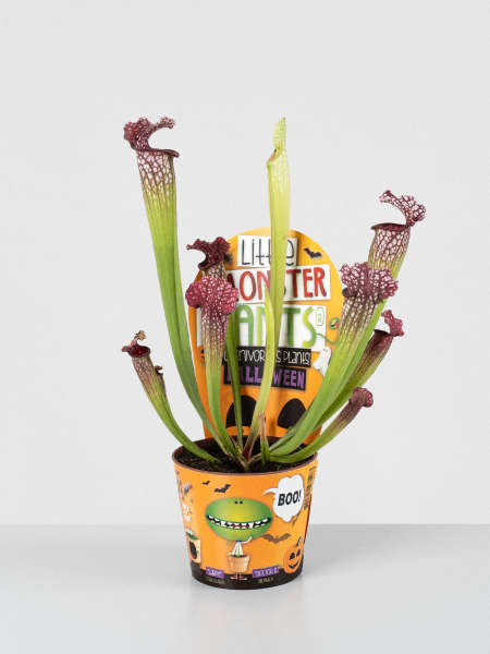 Planta carnívora