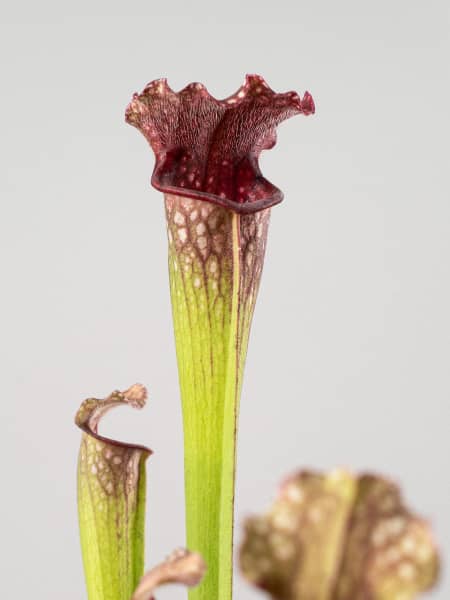 Planta carnívora