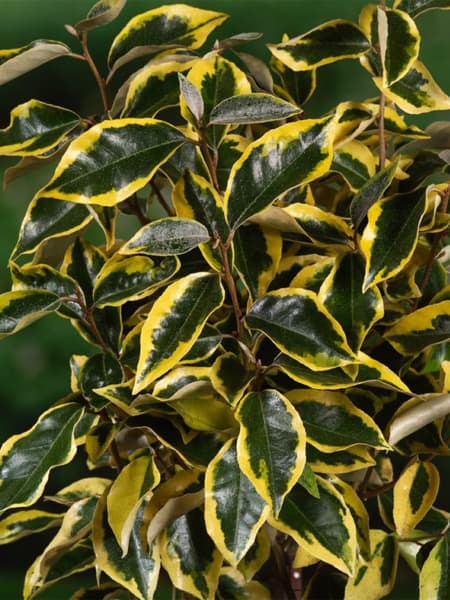 Elaeagnus x ebbingei 'Gilt Edge'