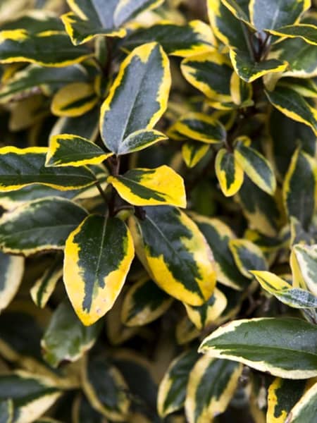 Elaeagnus x ebbingei 'Gilt Edge'
