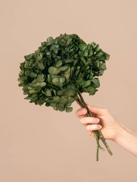 Ramillete Preservado de Hortensia verde oliva