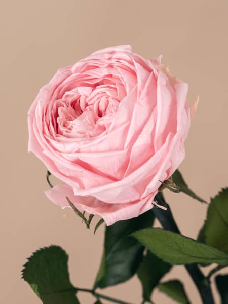 Rosa Preservada de Jardín Rosa pastel 'Amorosa'