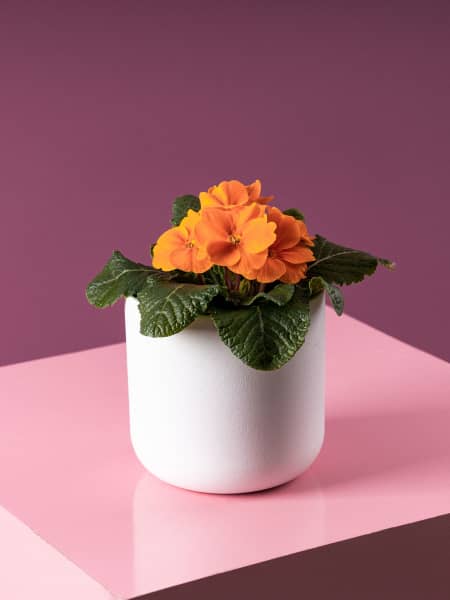 Primula acualis "Cairo" naranja