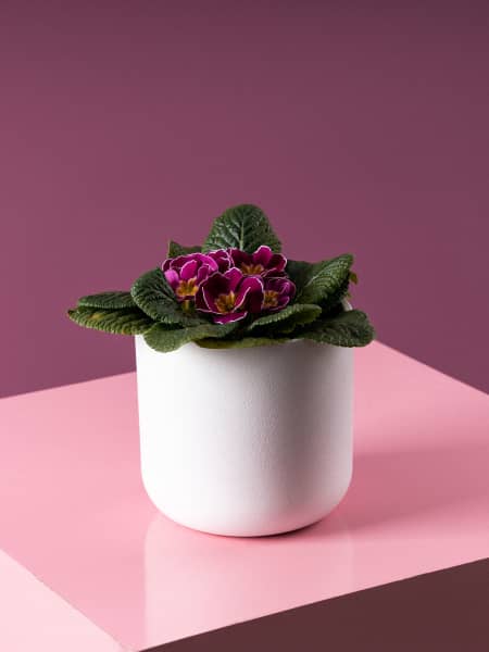 Primula acualis "Cairo" violeta