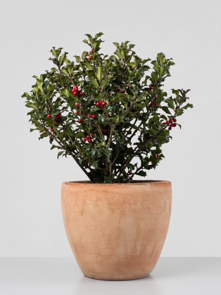 Ilex × meserveae 'Blue Angel' (Acebo)