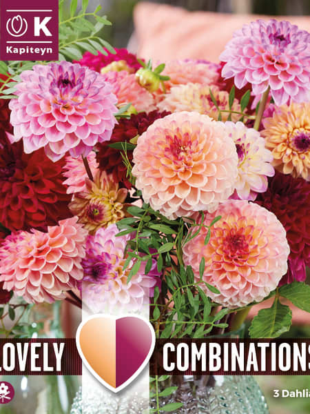 Bulbos de Dahlia Jolly Balls (Mixed colours)