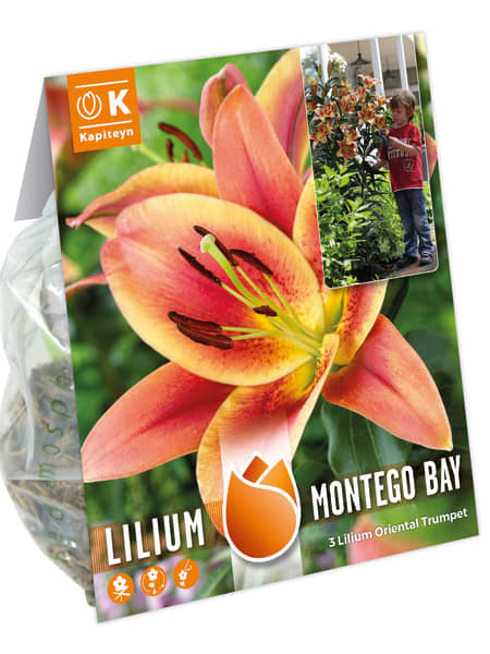 Bulbos de Lilium 'Montego Bay'