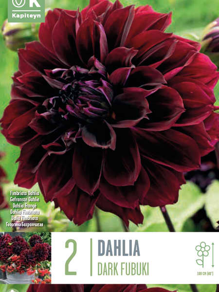 Bulbos de Dahlia 'Dark Fubuki'