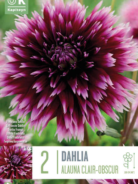 Bulbos de Dahlia 'Alauna Clair-Obscur'