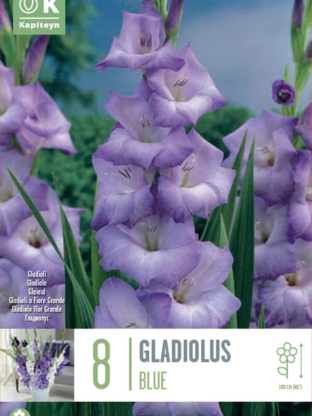 Bulbos de Gladiolus azules