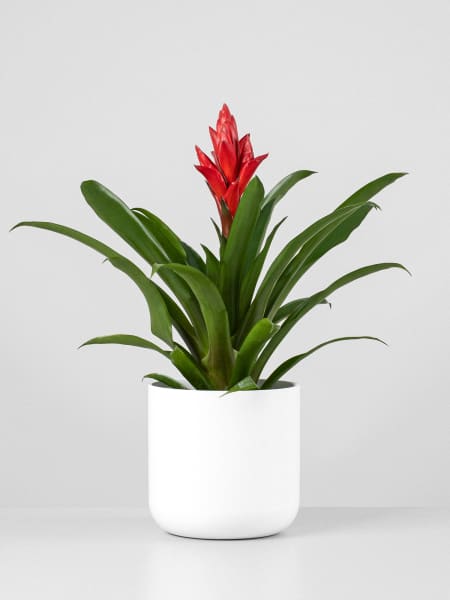 × Guzvriesea 'Patricia'