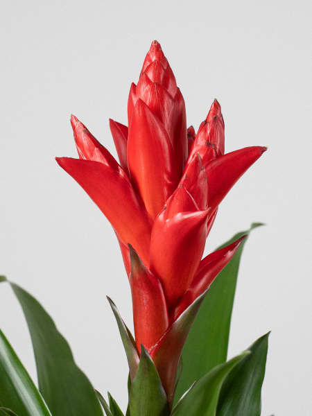 × Guzvriesea 'Patricia'