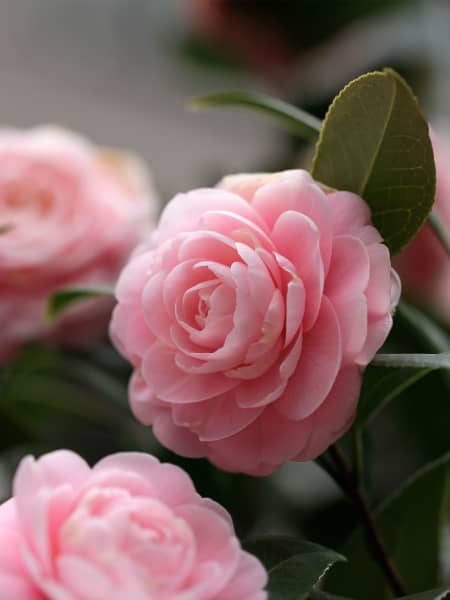 Camelia Japónica