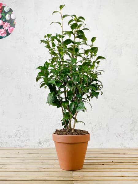 Camelia Japónica