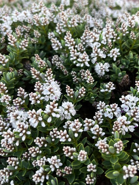 Hebe 'Baby Marie'