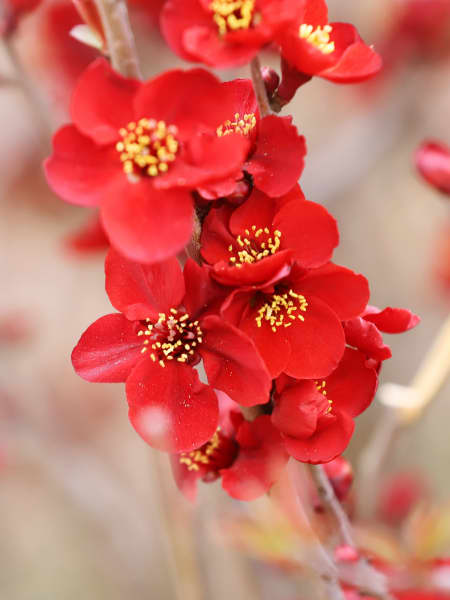 Chaenomeles sp.