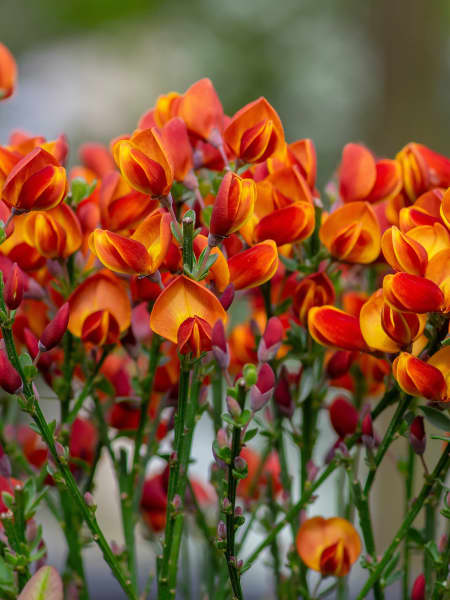 Cytisus scoparius 'Lena'