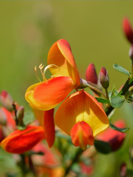 Cytisus scoparius 'Lena'