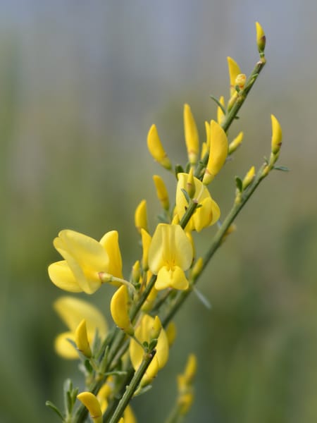 Cytisus × praecox 'Allgold'