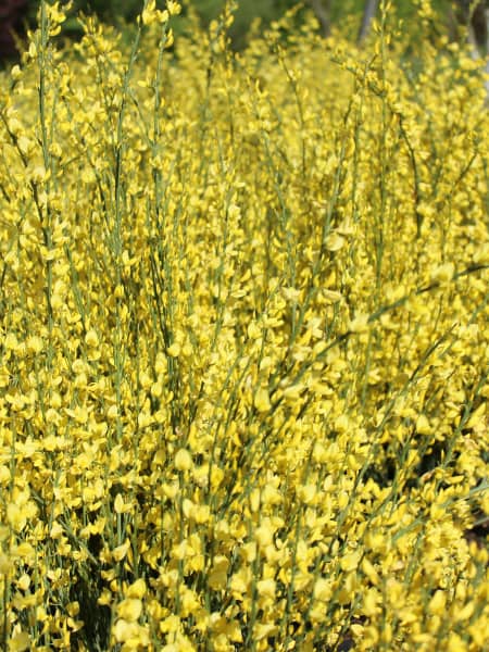 Cytisus × praecox 'Allgold'