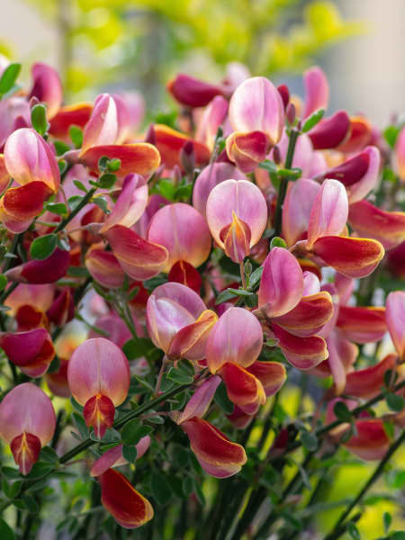 Cytisus × praecox 'Zeelandia'
