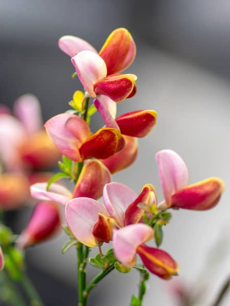 Cytisus × praecox 'Zeelandia'