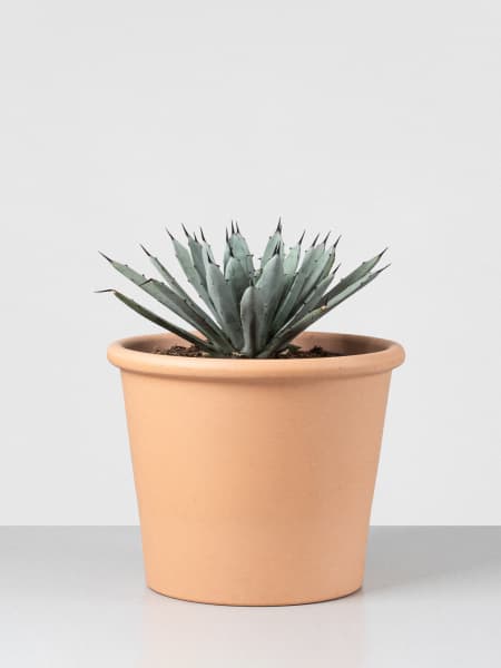 Agave 'Little Penguins'