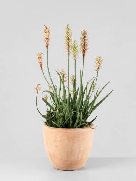 Aloe 'Safari Sunrise'