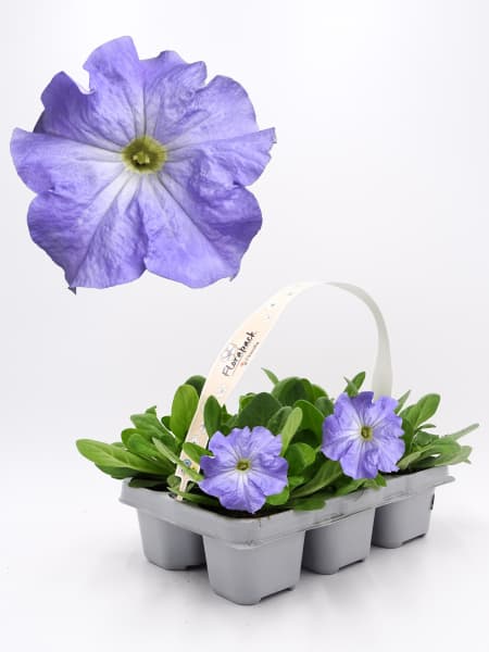 Petunia Grandiflora 'Sky Blue'