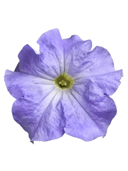 Petunia Grandiflora 'Sky Blue'