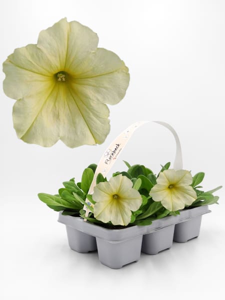 Petunia Grandiflora amarilla