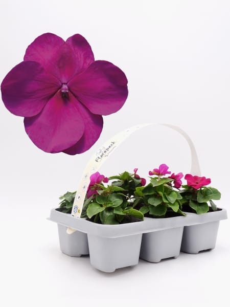 Impatiens walleriana violeta (Alegría de la Casa)