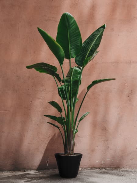 Strelitzia augusta