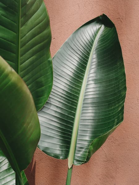 Strelitzia augusta
