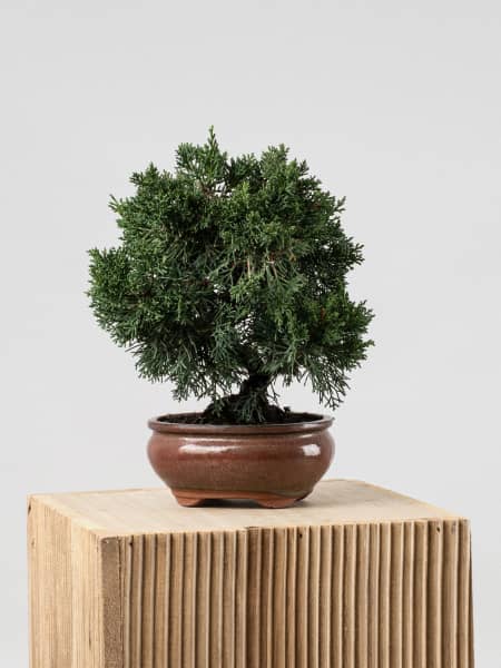 Bonsai Enebro chino (Juniperus chinensis)