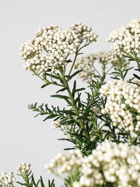 Ozothamnus diosmifolius