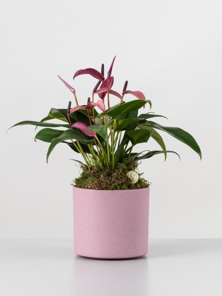 Anthurium 'Zizou'