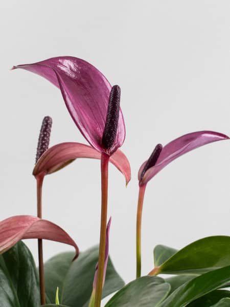 Anthurium 'Zizou'