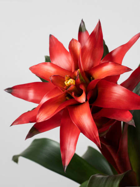 Guzmania 'Fiero'