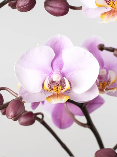 Orquídea Premium Phalaenopsis 'Bellissimo Angelo'