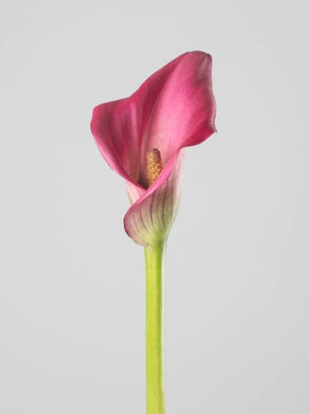 Cala 'Pink Puppy' (Zantedeschia)